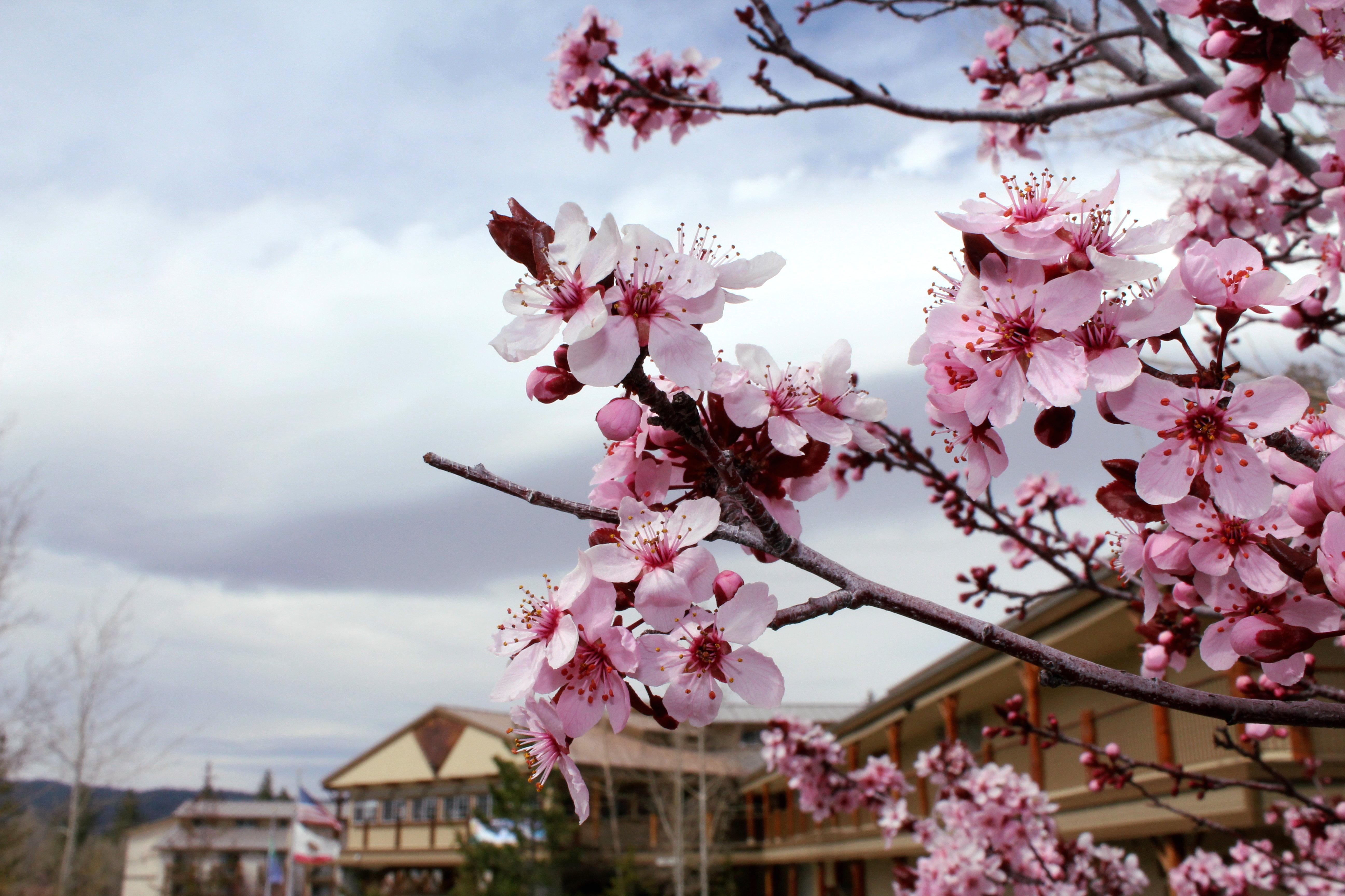 Holiday Inn Resort The Lodge At Big Bear Lake By Ihg Eksteriør billede